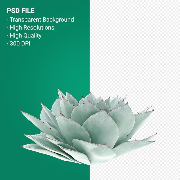 Agave Parryi 3D render isolado em fundo transparente
