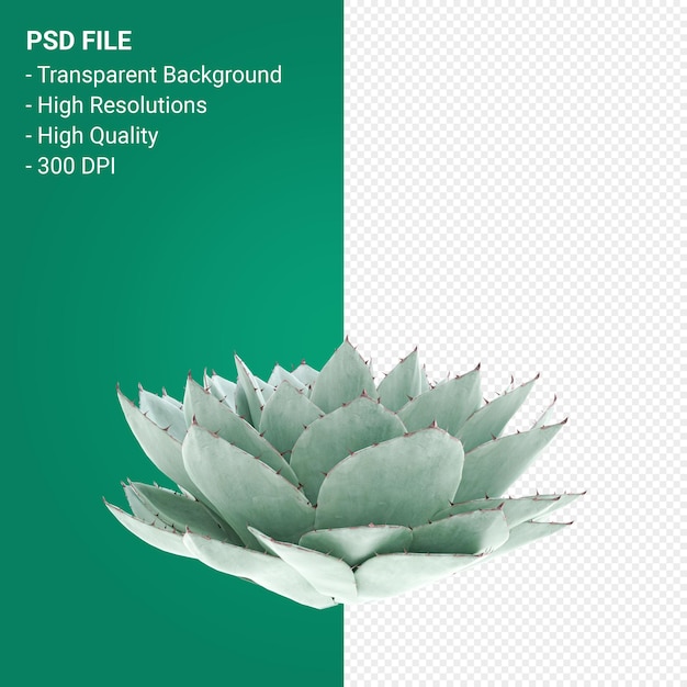 Agave Parryi 3D render isolado em fundo transparente
