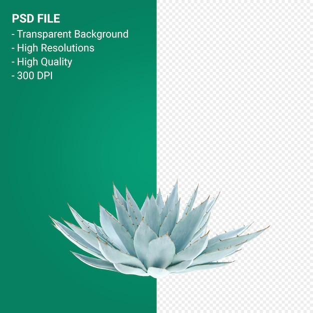 PSD agave parryi 3d render isolado