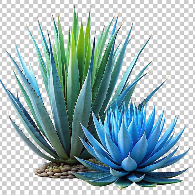 PSD agave parryi 3d render isolado