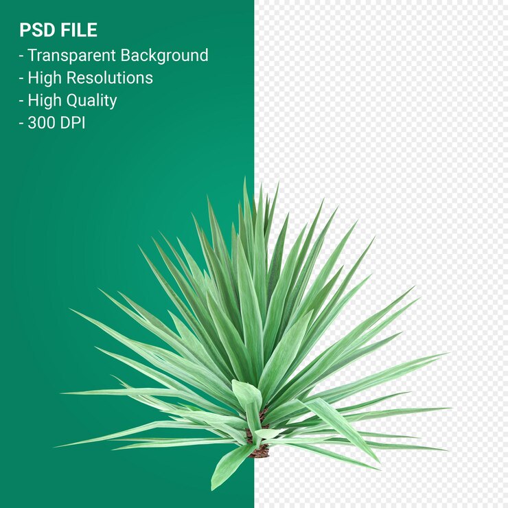 Agave Tequilana 3d render aislado