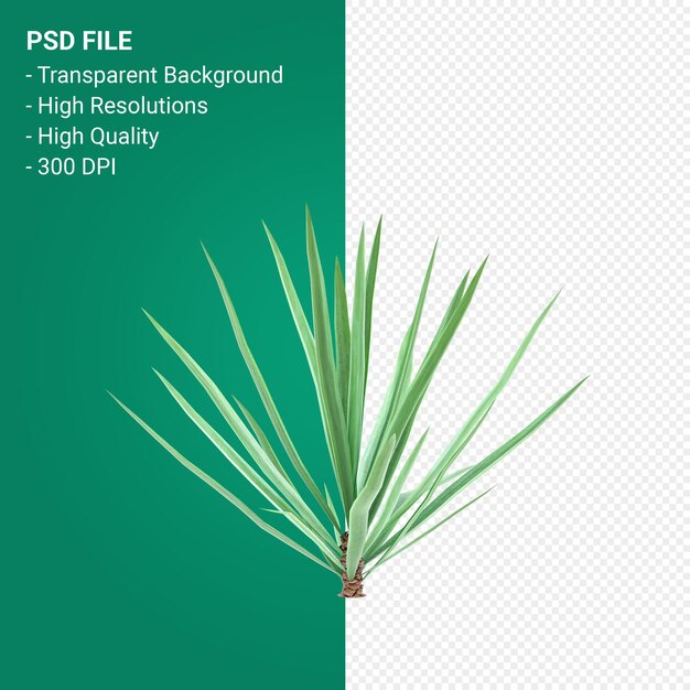 PSD agave tequilana 3d render isolado