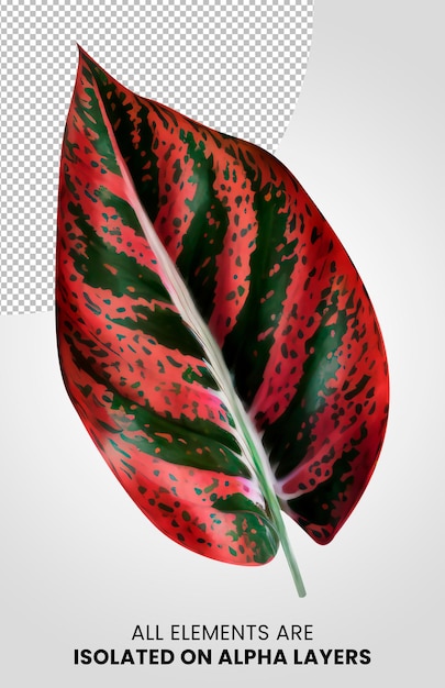 Aglaonema Macrorrhiza Feuille unique isolée sur couche alpha png