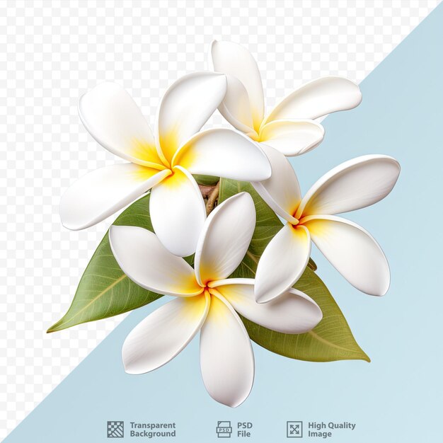 PSD agrupación de frangipani de flores blancas.