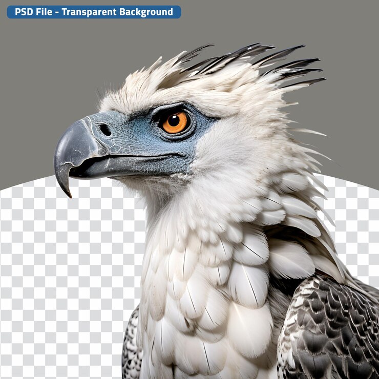 PSD águia da selva harpy captivando closeup de um animal selvagem em halfbody shot