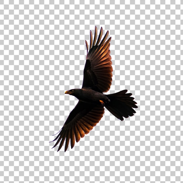 PSD Águila volando aislada en un fondo transparente