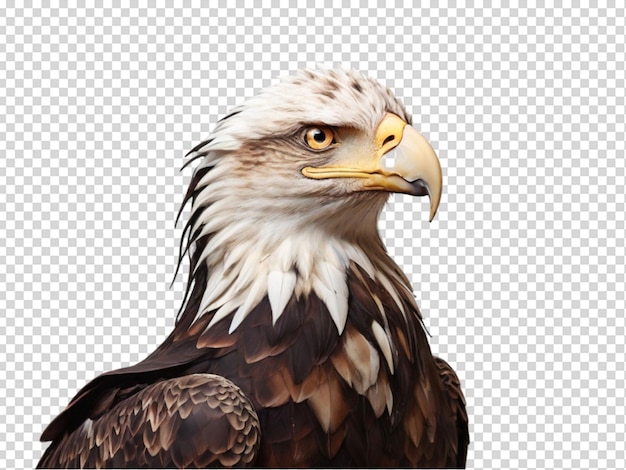 PSD À l'aigle png