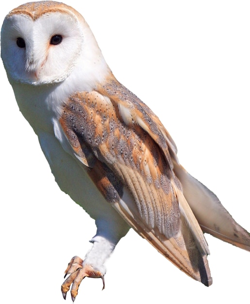 PSD ailes de hibou blanc, chouette effraie des clochers