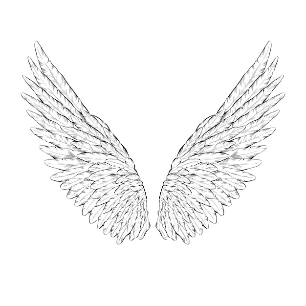 ailes de plumes