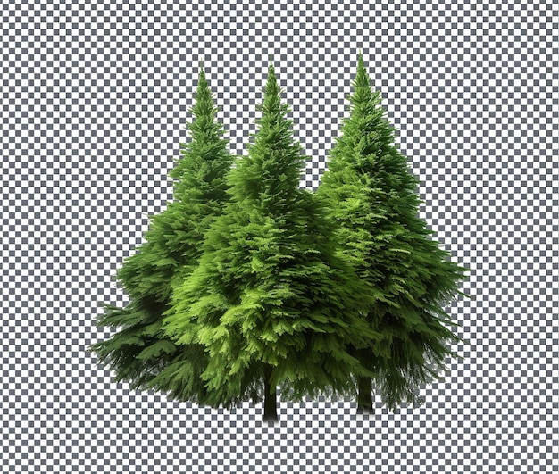 PSD airy arborvitae árvores isoladas em fundo transparente