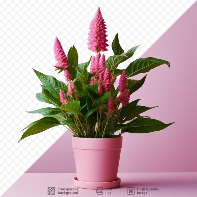 PSD aislado en un fondo transparente, la celosia rosa spicata de la familia de las amarantáceas es una planta en maceta