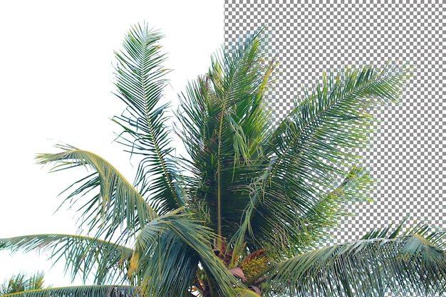 PSD aislamiento de árbol de coco de hoja sobre fondo blanco