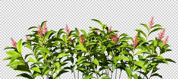 Aislamiento floral de plantas tropicales sobre fondos transparentes representación 3d