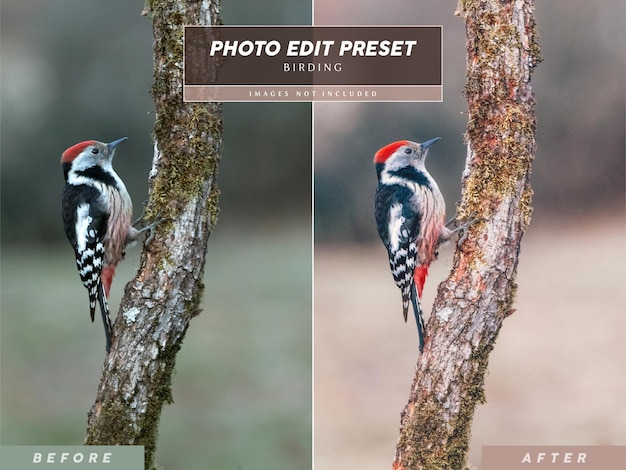 PSD ajuste preestablecido de filtro de instagram de edición de fotos cálidas editables para fotografía de aves