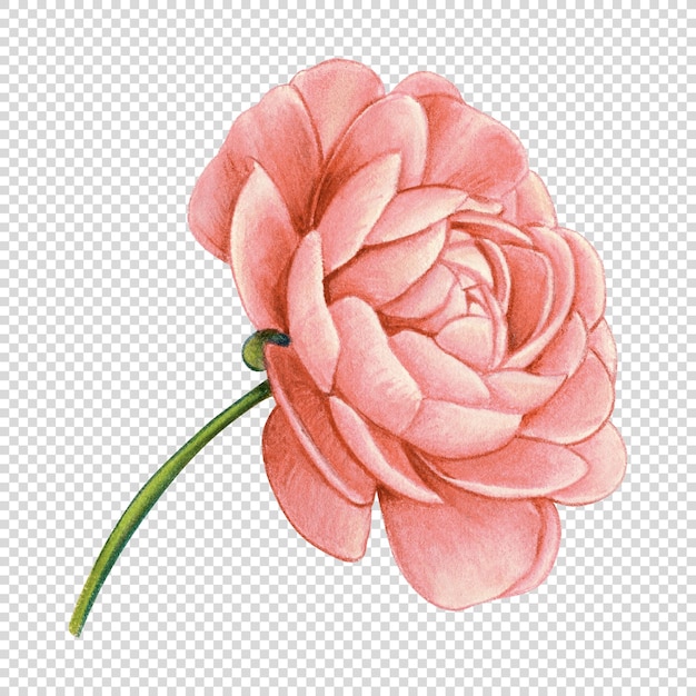 Akwarell, handgezeichnet, realistische Blume