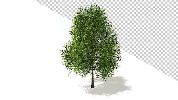 Álamo negro con árbol aislado 3D Render