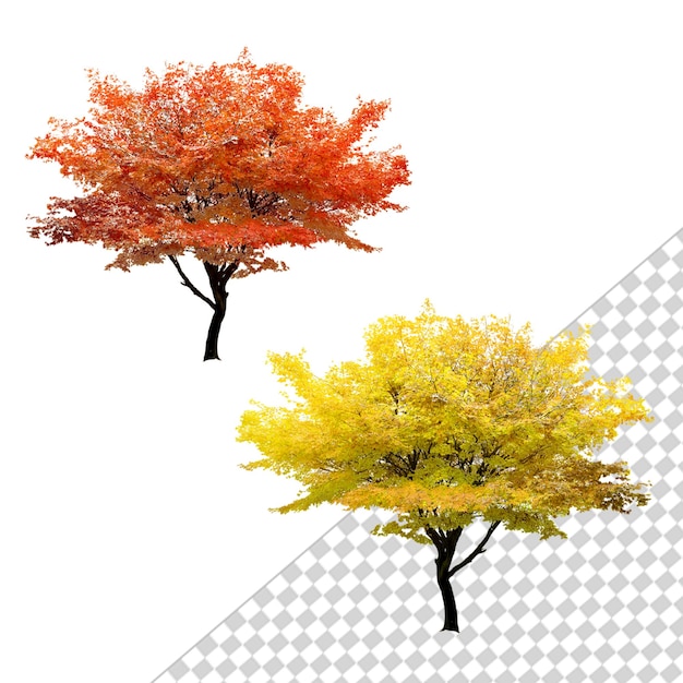 Alberi autunnali di colori arancione e giallo