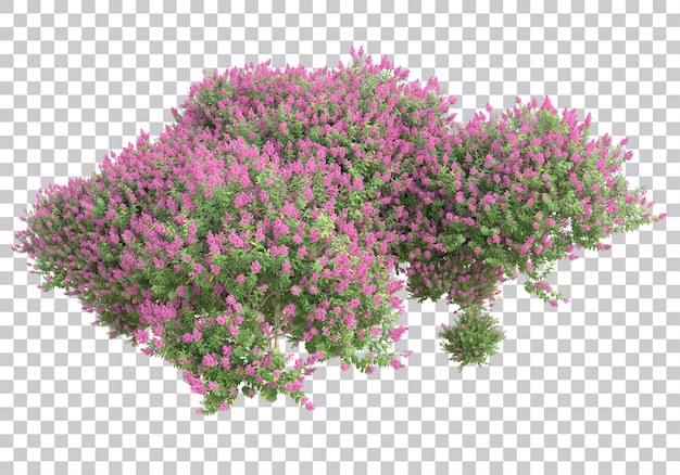 Alberi con fiori su sfondo trasparente 3d rendering illustrazione