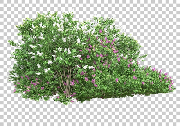 Alberi con fiori su sfondo trasparente 3d rendering illustrazione