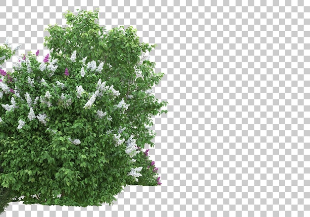 Alberi con fiori su sfondo trasparente 3d rendering illustrazione