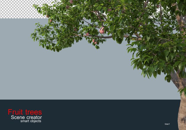 Alberi da frutto di vario tipo e colore