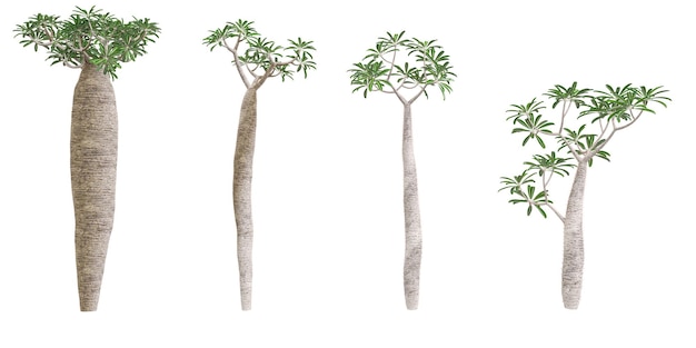 Alberi del Madagascar con sfondo trasparente rendering 3D per l'illustrazione composizione digitale
