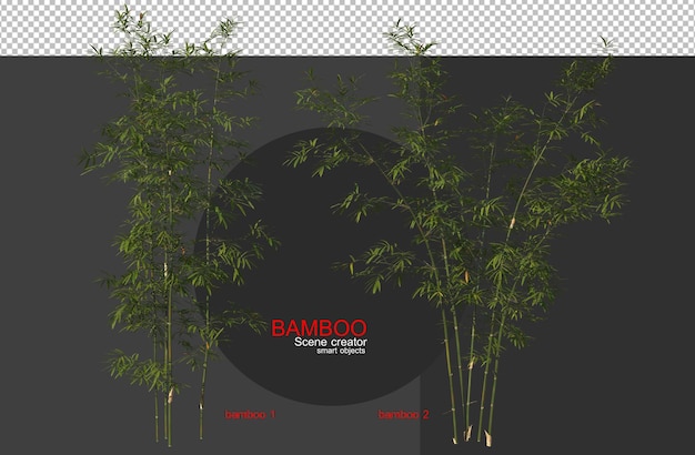 Alberi di bambù di varie dimensioni