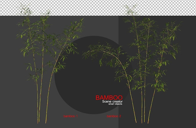 Alberi di bambù di varie dimensioni