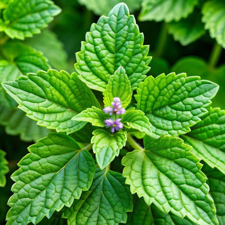 PSD alberi di patchouli