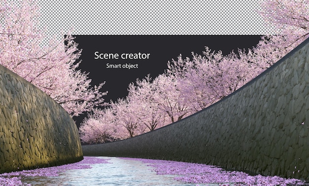 Alberi di Sakura lungo un percorso di ritaglio del fiume Alberi in fiore di ciliegio sul fiume isolato