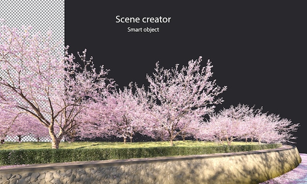 Alberi di Sakura lungo un percorso di ritaglio del fiume Alberi in fiore di ciliegio sul fiume isolato