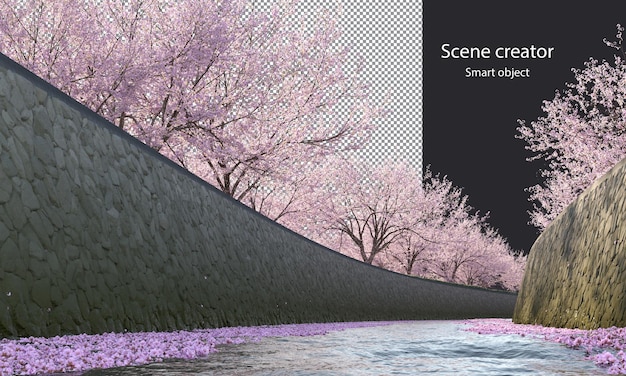 Alberi di Sakura lungo un percorso di ritaglio del fiume Alberi in fiore di ciliegio sul fiume isolato