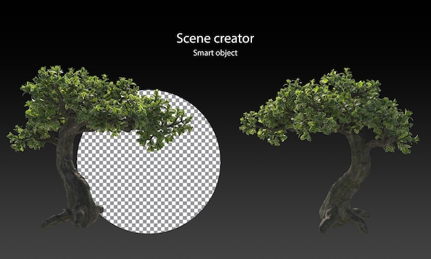 Alberi di Snowrose e Varietà di piccole piante hanno isolato il percorso di ritaglio delle piccole piante