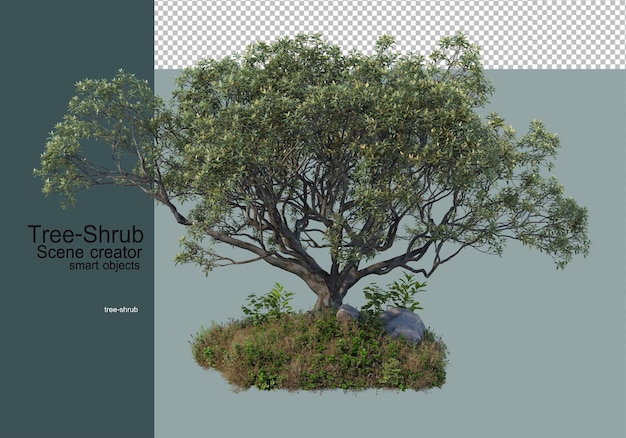 alberi e arbusti Piante erbacee che sono disposte in vari modi per formare un piccolo giardino