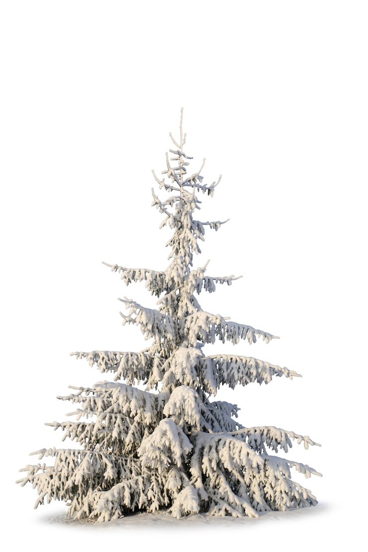 PSD alberi e rami coperti di neve per il paesaggio invernale disegni di silhouette di alberi invernali con neve
