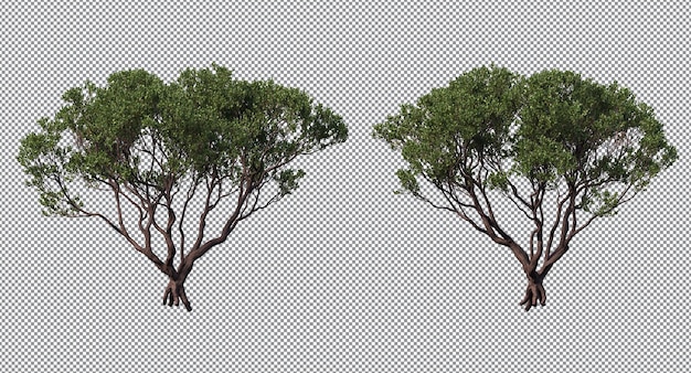alberi sempreverdi isolati foglie verdi e ramo in primo piano e sfondo