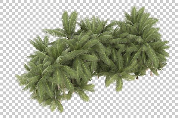 Alberi tropicali su sfondo trasparente. rendering 3D - illustrazione