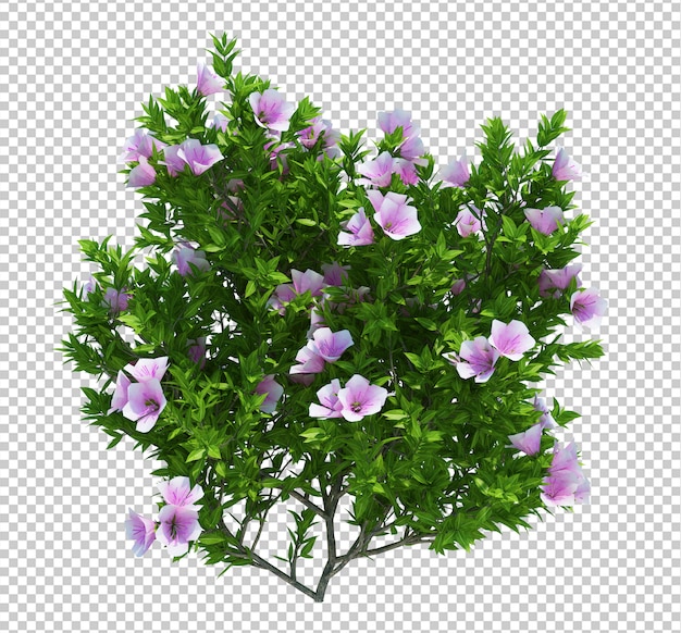 Albero con fiori isolati