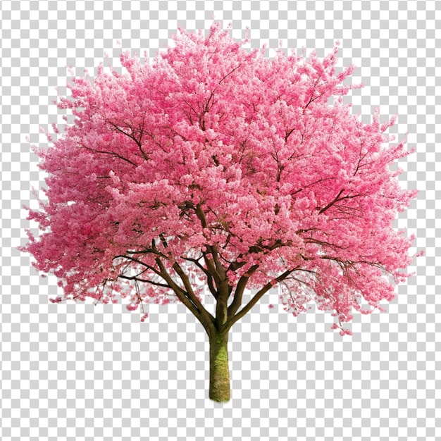 Albero di ciliegio rosa isolato su sfondo bianco