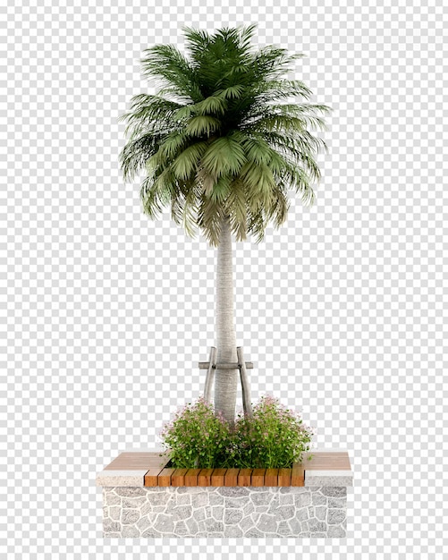 Albero di cocco nel rendering 3d isolato