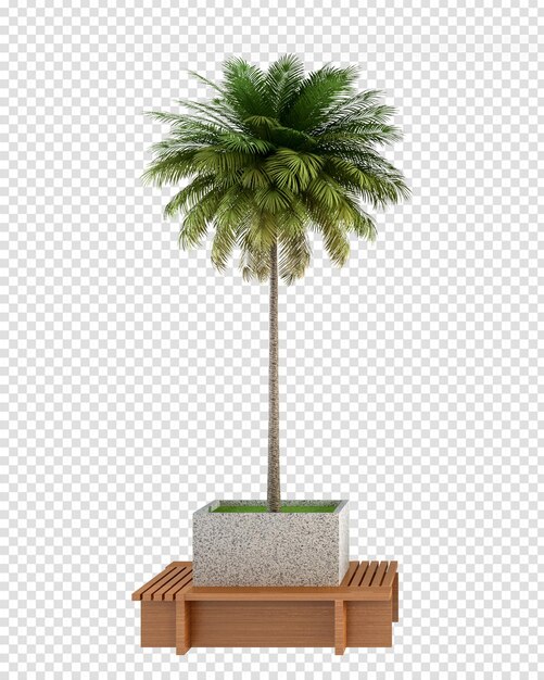 Albero di cocco nel rendering 3d isolato