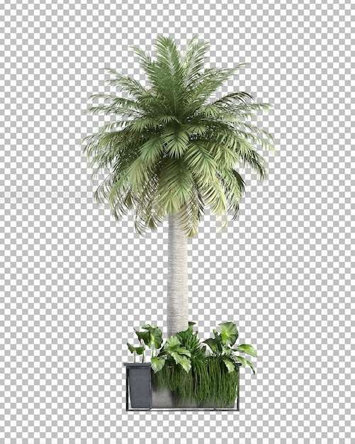 Albero di cocco nel rendering 3d isolato