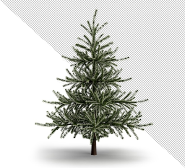 Albero di Natale isolato