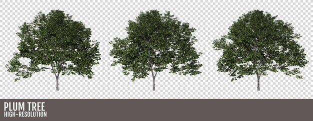 albero di prugne su uno sfondo trasparente