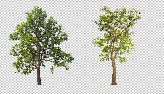 Albero su sfondo trasparente PSD design per un facile utilizzo