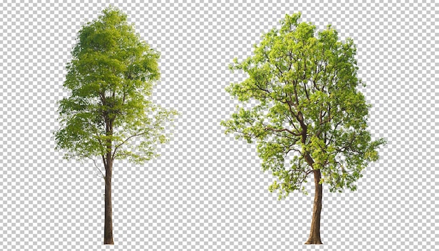 Albero su sfondo trasparente PSD design per un facile utilizzo