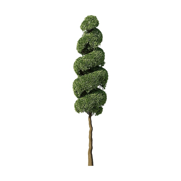 Albero topiario a spirale per la decorazione del giardino