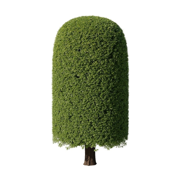 Albero topiario formale con denso fogliame verde