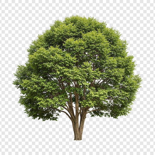 Albero verde