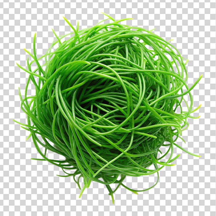 PSD alga de alambre de acero verde chaetomorpha linum aislada sobre un fondo transparente